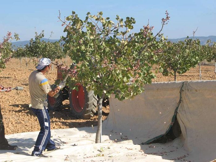 Recoleccion manual del pistacho en plantacion joven (3)